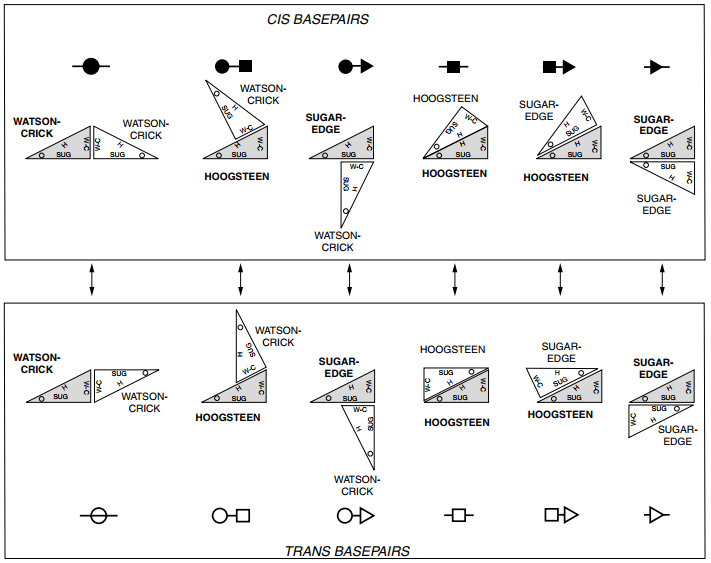 12 types of interactions (from Geometric nomenclature and classification of RNA base pairs, Leontis, Neocles B. and Westhof, Eric, RNA, 2001)