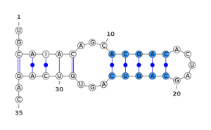 In blue, a stem structure. A stem is a structure of double stranded RNA creating a series of consecutive basepairs.